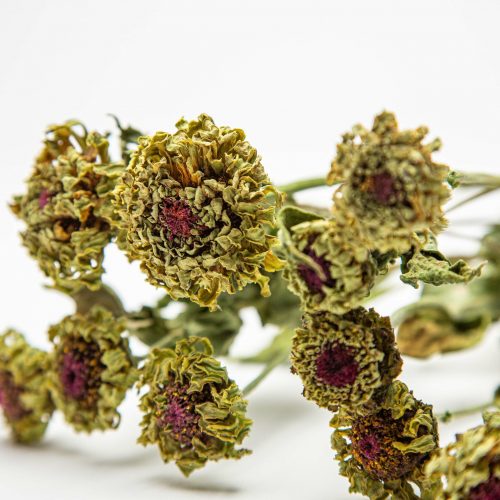 dried zinnias