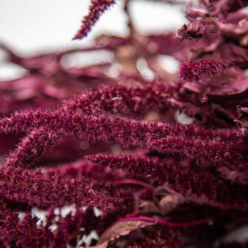 Close-up of deep purple amaranth plants, displaying their feathery, textured spikes and rich colour against a soft, light background.