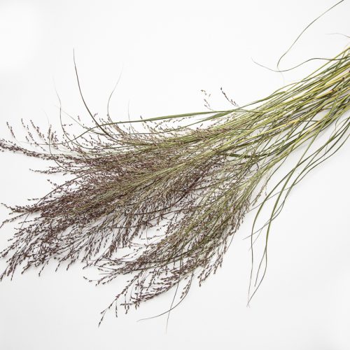 Panicum Rehbraun
