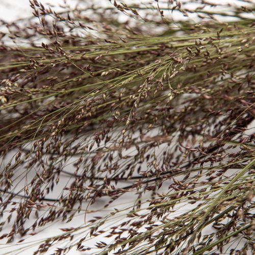 Close-up of dry ornamental grasses with thin, delicate stalks and small seed heads, arranged on a light surface.