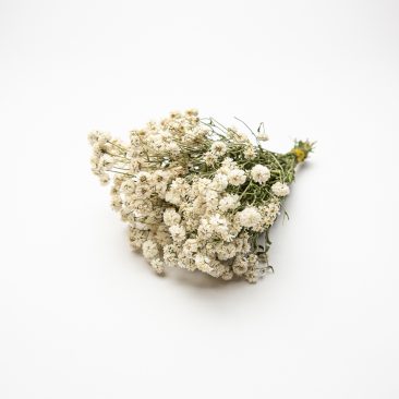 Achillea bunch