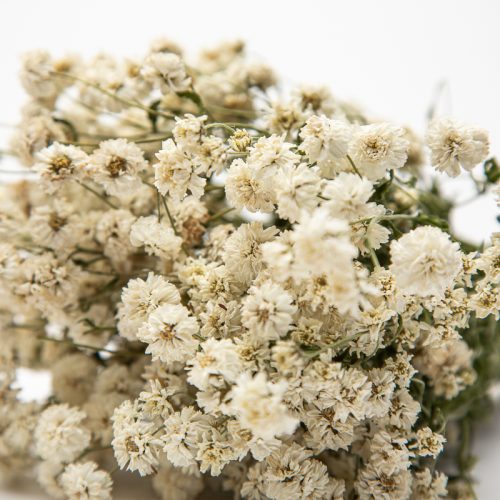 A close-up image of a bouquet of dried, small white flowers with green stems against a plain white backdrop.