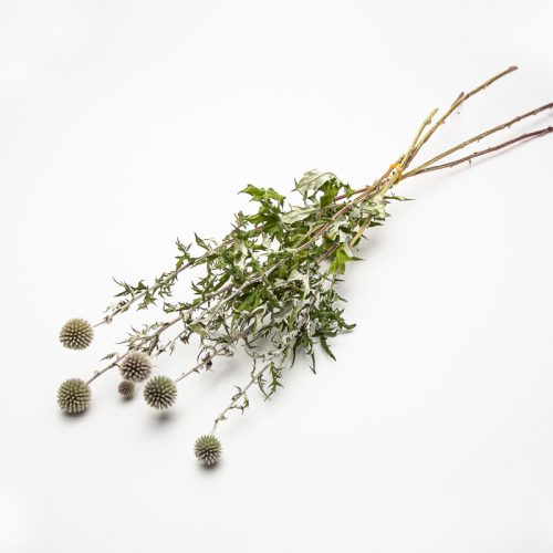 A bouquet of dried thistle stems with green leaves, spiky flowers, and white branches, laid on a white background.