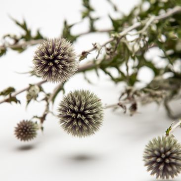 Dried Echinops