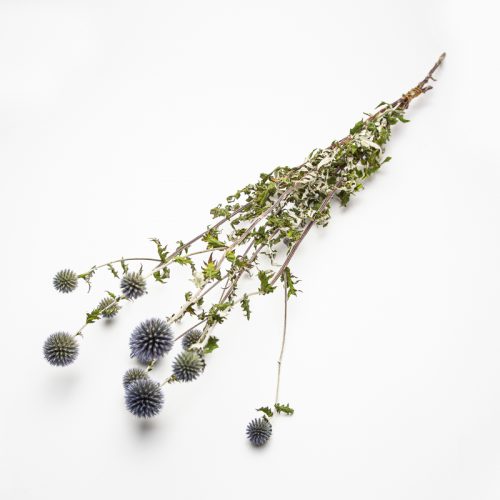 Echinops Blue Glow dried