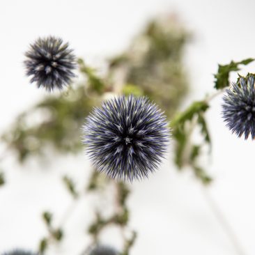 Echinops Blue Glow