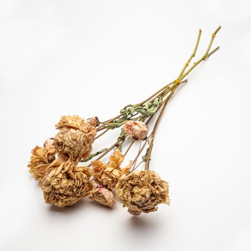 A small posy of dried, wilted flowers with stems, lying on a white background.