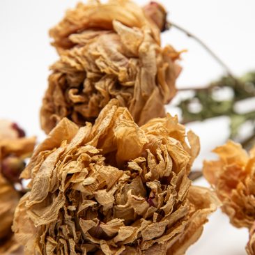 Cream dried Peony