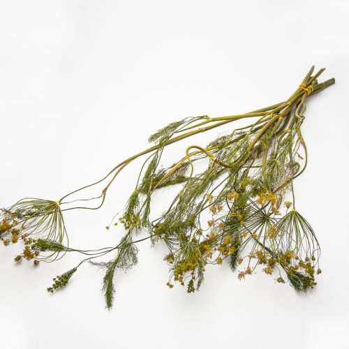 Bunch of dried dill sprigs with yellow flowers and green stems tied together, placed on a white background.