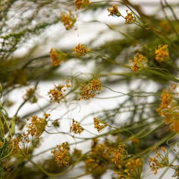 dried herbs