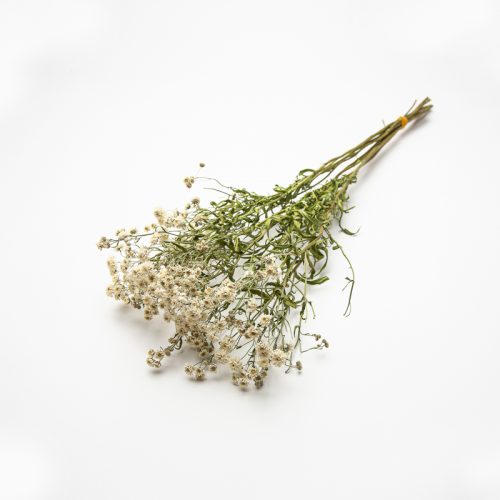 A small bouquet of baby's breath flowers with slender green stems and delicate white blooms, placed against a plain white background.