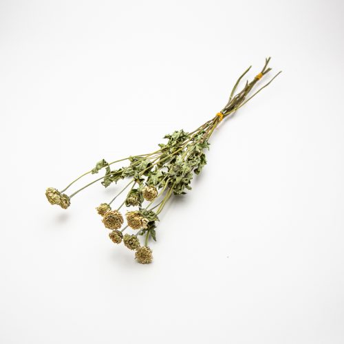 A small bunch of dried flowers and stems is tied together and placed against a plain white background.