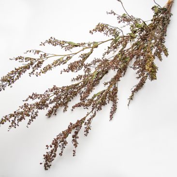 Dried Orach