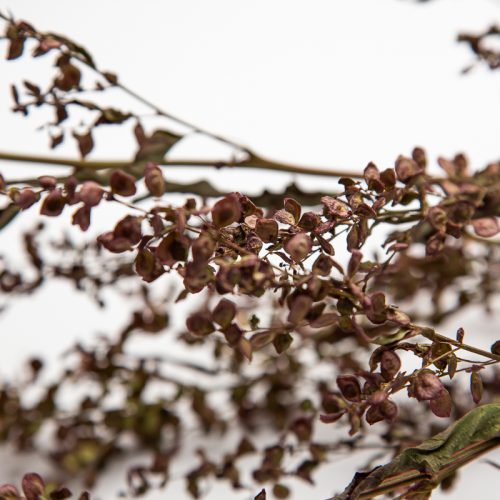 Close-up of dried brown seed pods on slender branches against a plain white backdrop.