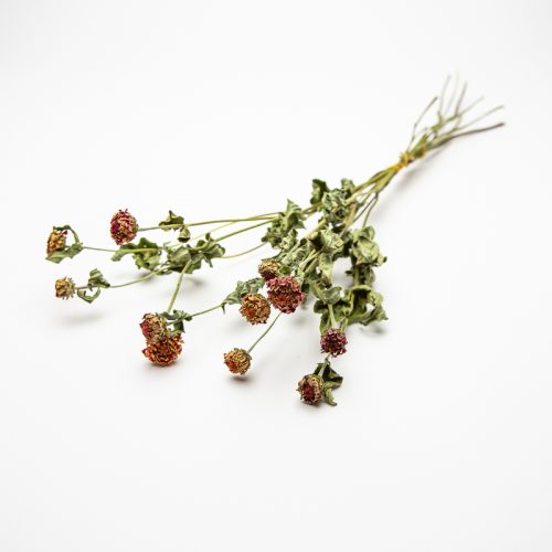 A bunch of dried flowers with small, red blooms and green, withered leaves on thin stems set against a plain white background.