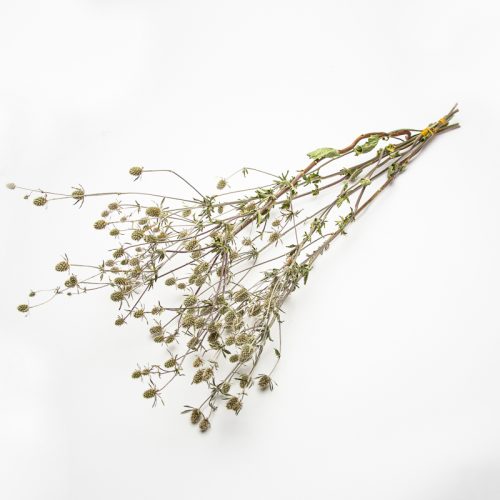 A bundle of dried, twig-like stems with small, round seed heads against a plain white backdrop.