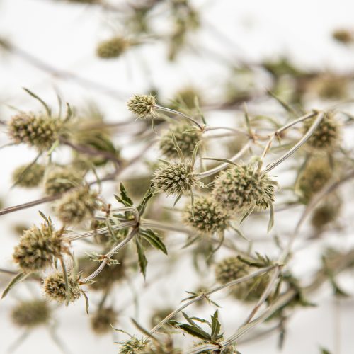 silver thistles