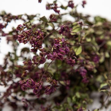 Dried Oregano