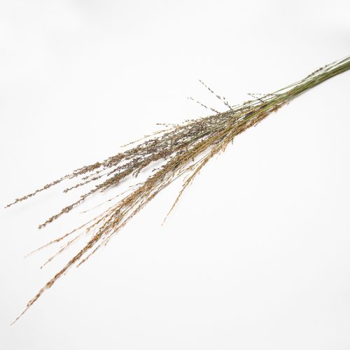 A bundle of dried grasses with long stems and wispy seed heads against a plain white background.