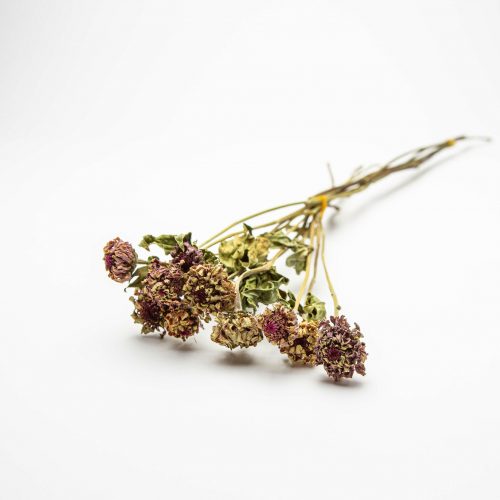 A small posy of dried Dahlia Polventon Kristobel flowers in purple and green against a plain white background.