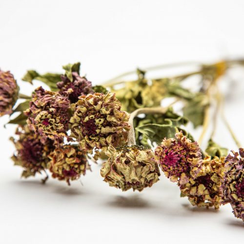 pink Zinnia dried