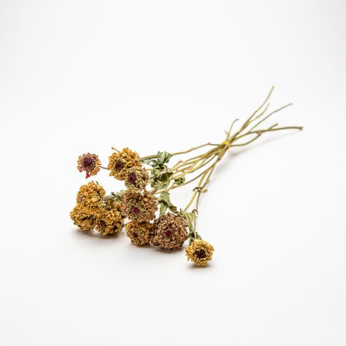Dried, yellow and purple wildflowers with long stems lie on a white surface.