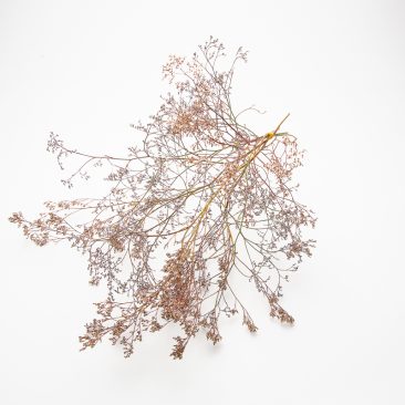 Limonium latifolium