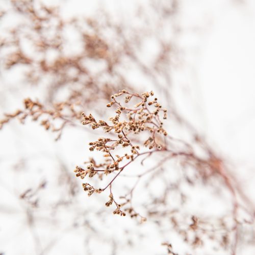 Close-up of delicate dried twigs with small buds against a light background, highlighting intricate details and natural textures.
