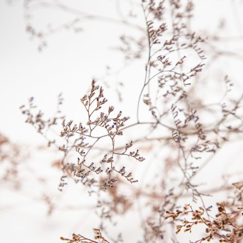 Delicate dried flowers and slender branches set against a white background, creating a minimalist and airy scene.