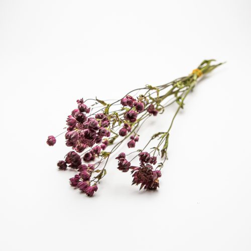 A small bundle of dried purple flowers with green stems lies on a white background.