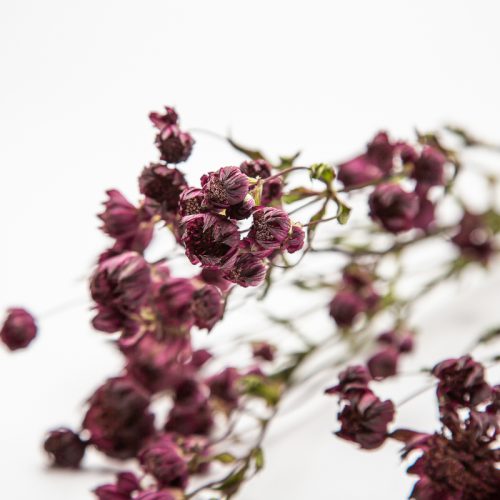 Astrantia dried