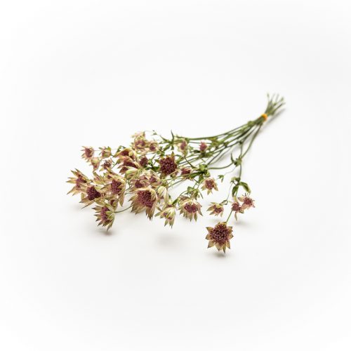 A small posy of Astrantia flowers with pink petals and green stems, arranged on a plain white background.