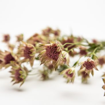 Dried astrantia