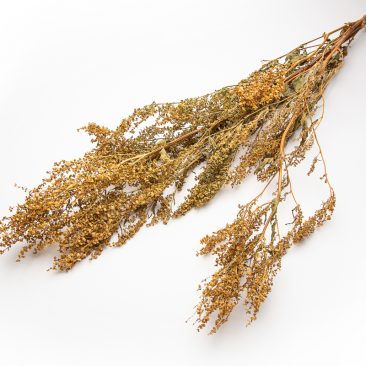 Dried Orach
