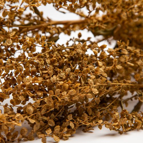 Close-up of dried brown seed pods on thin branches against a white backdrop.