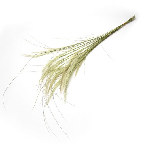 A bundle of dried ornamental grass stems with feathery plumes on a white backdrop.