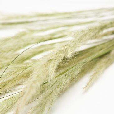Stipa Ichu