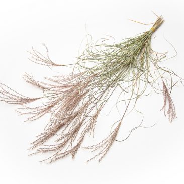 Dried Miscanthus