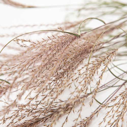 A close-up of delicate Miscanthus Sinensis Kleine Silberspinne stems cascading in soft, natural tones against a light background.