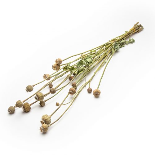 A bundle of dried poppy seed pods and stems lies on a white background.