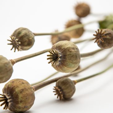 Poppy seed heads