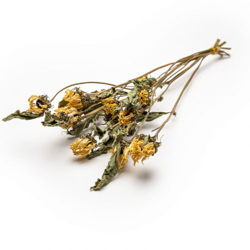 dried sunflower