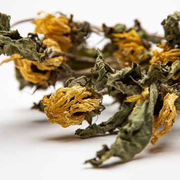 Helianthus - dried