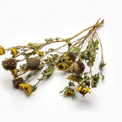 The Dahlia Polventon Kristobel showcases dried, wilted yellow blooms with brown seed heads and faded green leaves set against a white background.