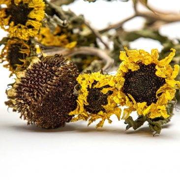 dried helianthus