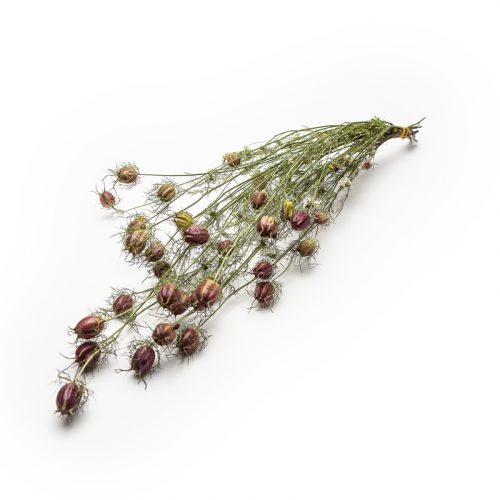 A cluster of dried seed pods on delicate, thin stems, set against a plain white background. The pods are spherical with a spiky appearance.