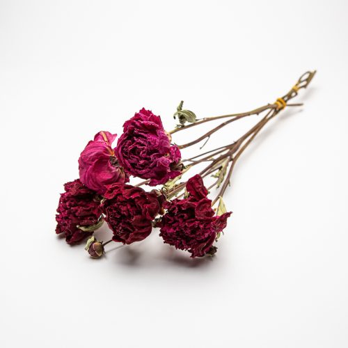 A bouquet of dried red roses bound together with an elastic band on a white background.
