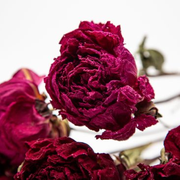 Dried peony