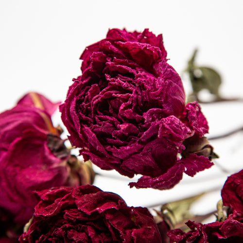 Dried peony