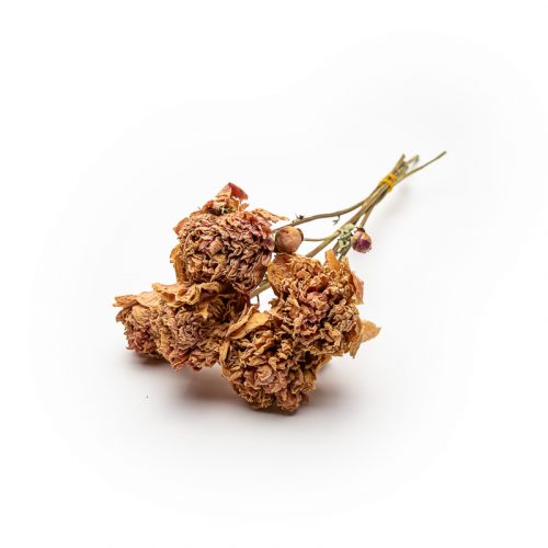 Three dried pink flowers with stems, arranged together against a white background.